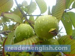 guava Urdu meaning