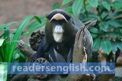guenon Urdu meaning