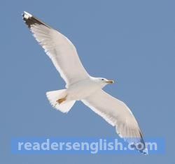 gull Urdu meaning