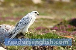 gyrfalcon Urdu meaning