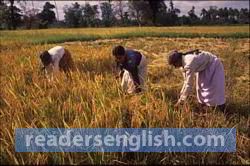 harvest Urdu meaning