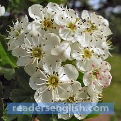 hawthorn Urdu meaning