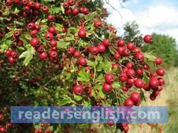 hawthorn Urdu meaning