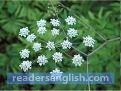 hemlock Urdu meaning