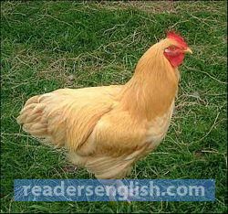 hen Urdu meaning