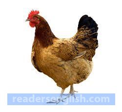 hen Urdu meaning