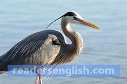 Heron Urdu meaning