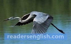 Heron Urdu meaning