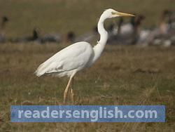 Heron Urdu meaning