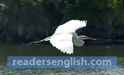 Heron Urdu meaning