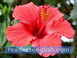 hibiscus Urdu meaning