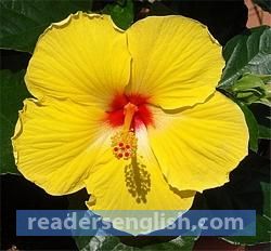 hibiscus Urdu meaning