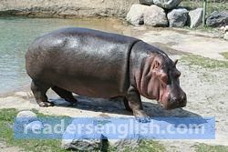 hippopotamus Urdu meaning