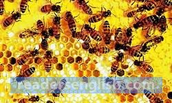 honeybee Urdu meaning