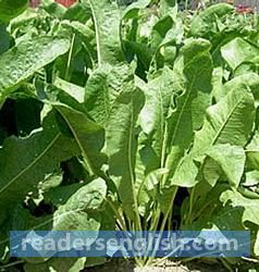 horseradish Urdu meaning