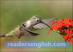 hummingbird Urdu meaning