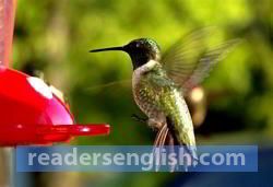 hummingbird Urdu meaning