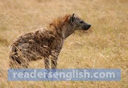 hyena Urdu meaning