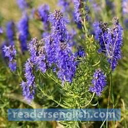 hyssop Urdu meaning