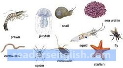 invertebrate Urdu meaning