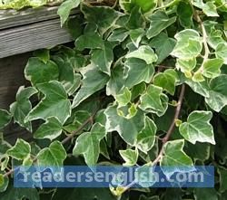 ivy Urdu meaning