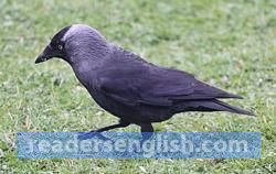 jackdaw Urdu meaning