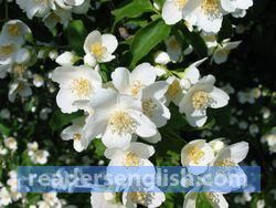 jasmine Urdu meaning
