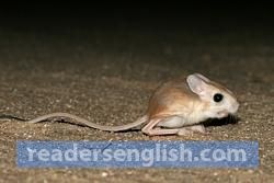 jerboa Urdu meaning