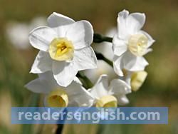 jonquil Urdu meaning