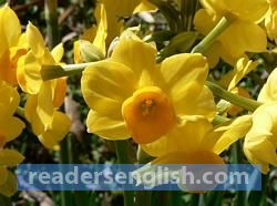 jonquil Urdu meaning