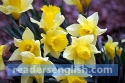 jonquil Urdu meaning