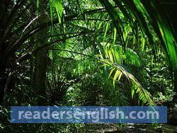 jungle Urdu meaning