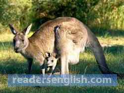 kangaroo Urdu meaning