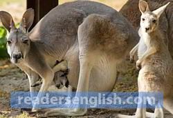 kangaroo Urdu meaning