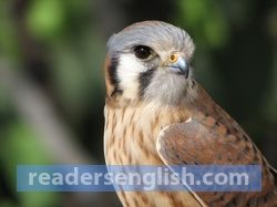 kestrel Urdu meaning