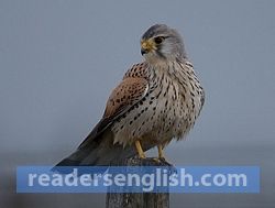 kestrel Urdu meaning