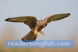 kestrel Urdu meaning