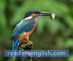 kingfisher Urdu meaning