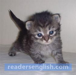 kitten Urdu meaning