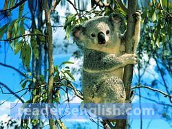 koala Urdu meaning