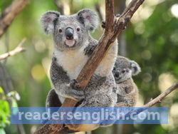 koala Urdu meaning