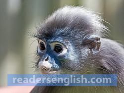 langur Urdu meaning