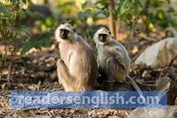 langur Urdu meaning