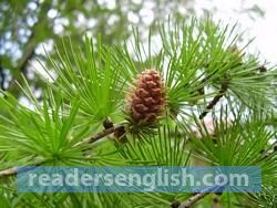 larch Urdu meaning