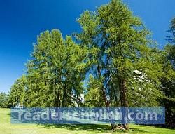 larch Urdu meaning