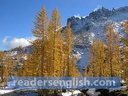 larch Urdu meaning