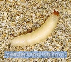 larva Urdu meaning