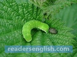 larva Urdu meaning