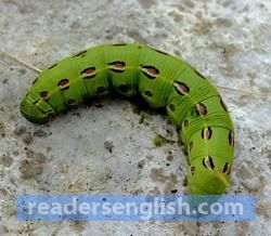 larva Urdu meaning