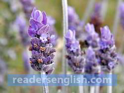 lavender Urdu meaning